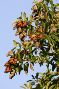 monarch-tree